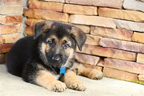 Can A German Shepherd Have Blue Eyes? – Puppy Herd