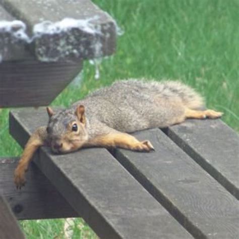 Summer Vacation As Told By Squirrels