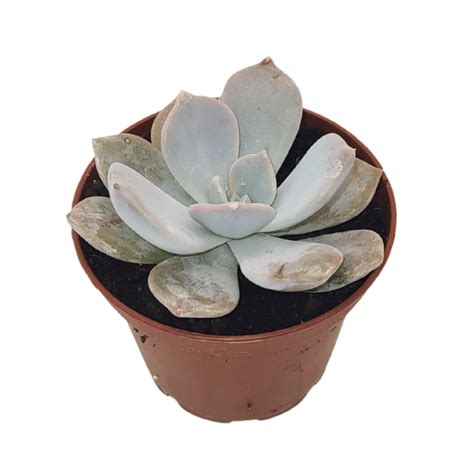 Echeveria Asante Sana — Cactus En Ligne