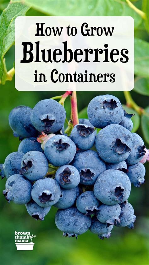 Grow Blueberries In Containers Artofit