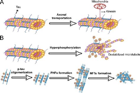 Tau Pre Formed Fibrils Pffs Creative Diagnostics