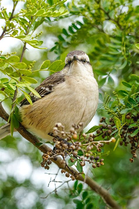 Mockingbird Photos, Download The BEST Free Mockingbird Stock Photos ...