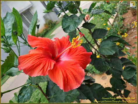 Hibiscus Rosa Sinensis A Flower With Full Of Medicinal Values