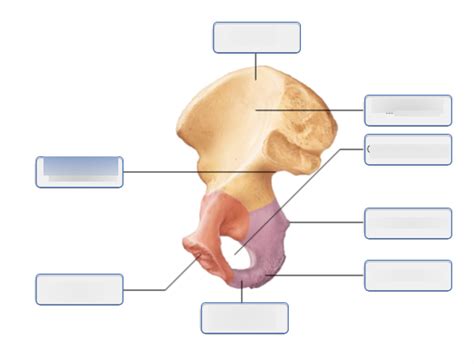 Coxal Bone Diagram Quizlet