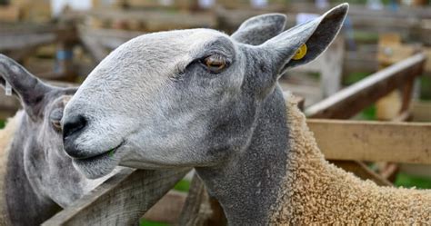 Rare Sheep Breeds List Minor And Endangered Breeds Of Sheep