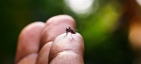 Dengue S O Paulo Chega A Mortes E Ultrapassa Os Mil Casos