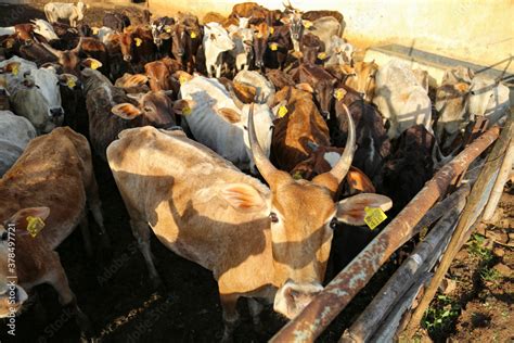 indian dairy farming, indian cattle Stock Photo | Adobe Stock