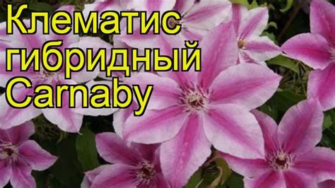 Клематис гибридный Карнаби. Краткий обзор, описание характеристик ...