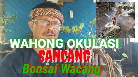 Wahong Okulasi Sancang Belajar Okulasi Wahong Dengan Sancang Youtube