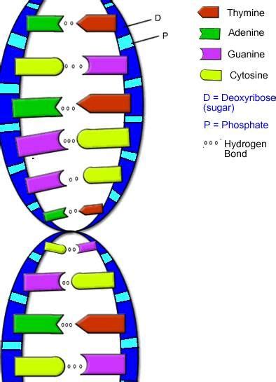 Dna Structure Labeled Hydrogen Bonds