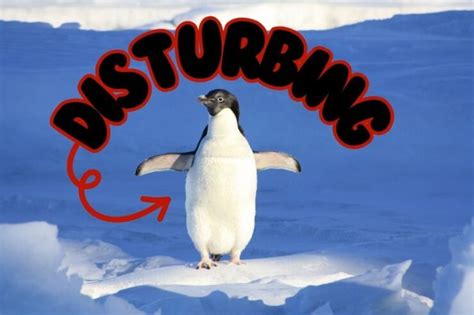 Disturbing Facts About Penguin Behavior - Icran