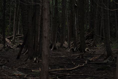 Dark Forest Free Stock Photo - Public Domain Pictures