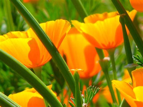 Free Photo Iceland Poppy Papaver Nudicaule Free Image On Pixabay