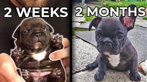 French Bulldog From 2 Weeks To 2 Months Old In 2min Cute Puppy