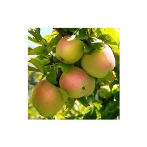 Pink Pearl Apple Tree (Malus 'Pink Pearl') - Garden Center Point