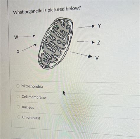 Solved What organelle is pictured below? Mitochondria Cell | Chegg.com