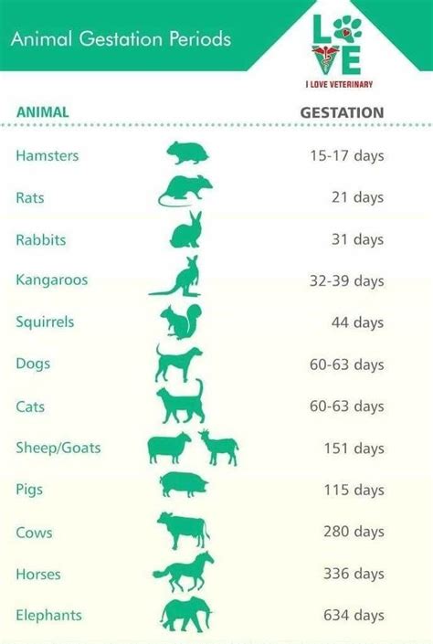 Animal Gestation Period Chart