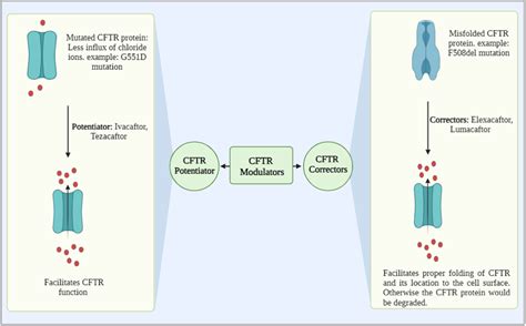 Diagrammatic Representation Of CFTR Potentiators And Correctors Working