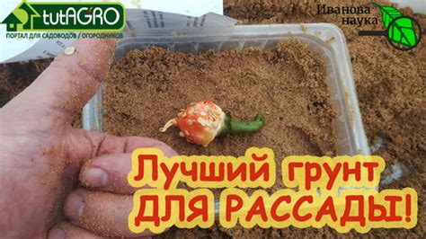 ЛУЧШИЙ ГРУНТ ДЛЯ РАССАДЫ! Без мух, грибков, черной ножки, рыхлый и с ...