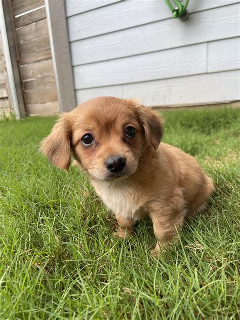 Yorkie Poodle Mix Photos Thriftyfun Yorkie Shih Poo Mix 2025