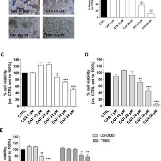 Effects Of CAR On The Morphology And Viability Of The CSC