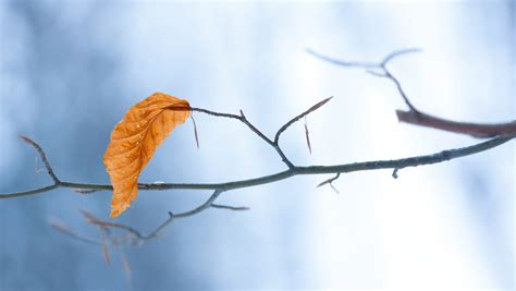 The Last Leaf By O Henry