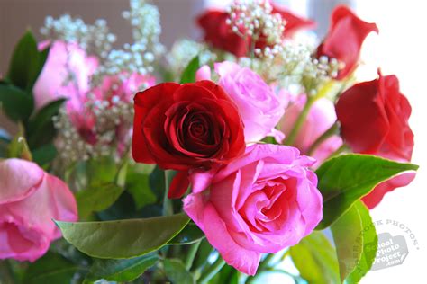 Fresh Roses Free Stock Photo Image Picture Valentines Day Red And