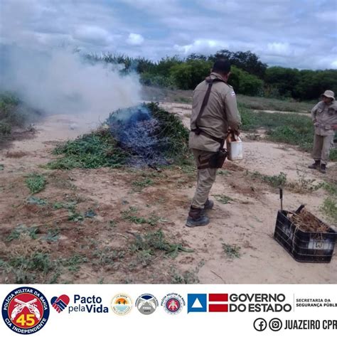 Cipm Erradica Mais De Mil P S De Maconha Em Ilha Do Rio S O