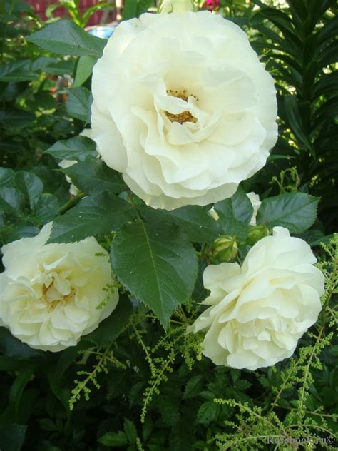 Галерея - Kristall (Kristal) - Энциклопедия роз