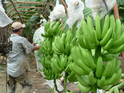 Banano OrgÁnico SerÁ El Producto Estrella Del Alto Piura