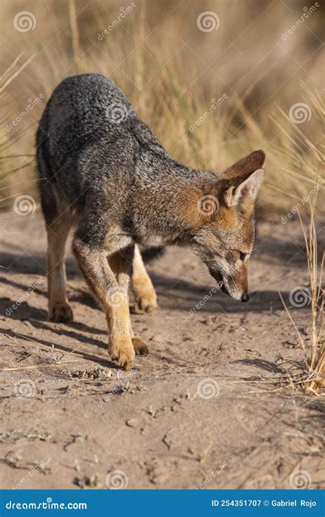 Pampas Grey Fox in Pampas Grass Environment, La Pampa Province, Stock ...