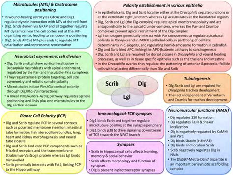 Overview Of The Multitasking Role Of Dlg Scrib And Lgl In Different