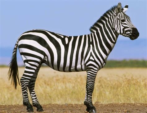 Best 13 Fotos de Animais em Extinção – Imagens e Tipos | Animais – Artofit
