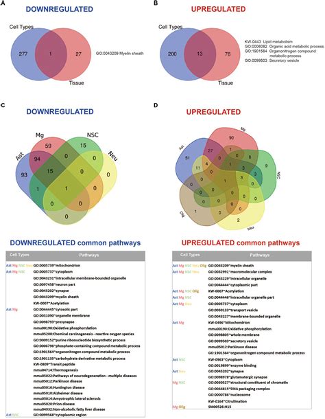 Frontiers Brain Cell Type Specific Proteomics Approach To Discover