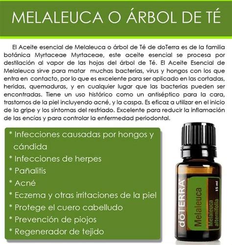 Melaleuca O Rbol De T Melaleuca Aceites Esenciales Doterra