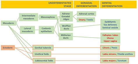 Frontiers Male Hypogonadism And Disorders Of Sex Development