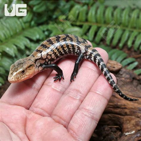 Irian Jaya Blue Tongue Skinks For Sale Underground Reptiles