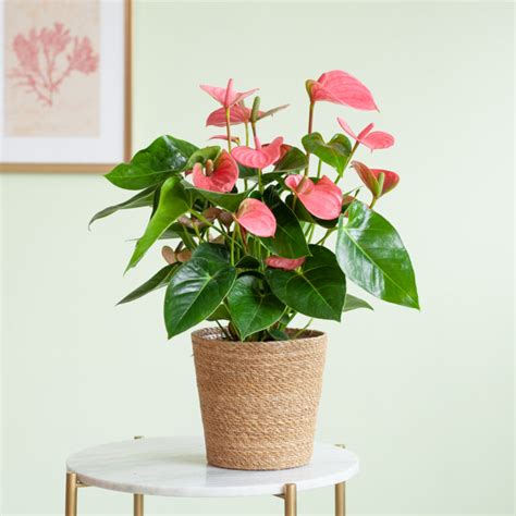 Anthurium Andreanum Roze P Cm Kopen Plantje Nl