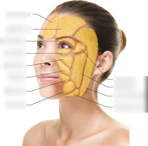 Fat Pads Diagram Quizlet