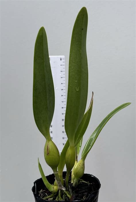 Cattleya Canhamiana F Coerulea Azure Skies Plantae Orchids And