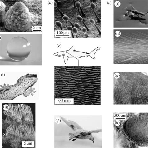 Montage of some examples from nature. (a) Lotus effect (Bhushan et al ...