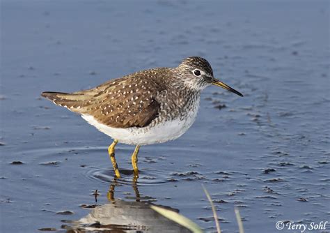 Solitary Sandpiper Photos - Photographs - Pictures