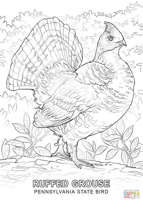 Oregon State Bird Coloring Page Coloring Pages