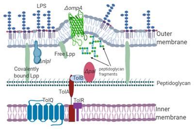 Frontiers Outer Membrane Vesicles Of Gram Negative Bacteria An