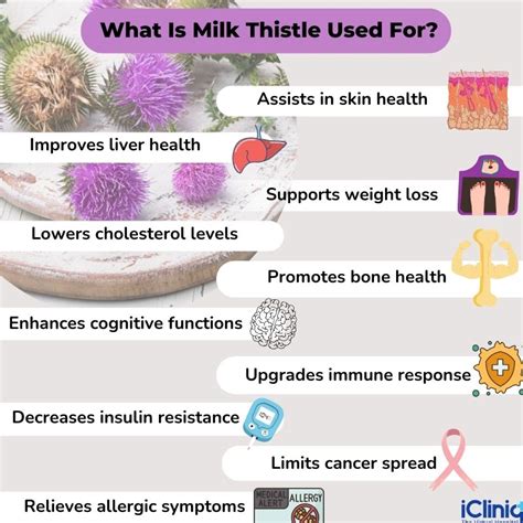 Define Milk Thistle Purchase Discount Gbu Taganskij Ru