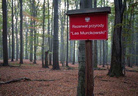 Las Murckowski