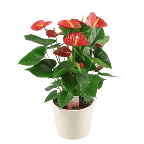 Anthurium Rouge En Pot Autant De Fleurs Aubagne