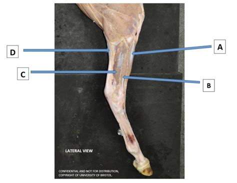 Equine Proximal Hindlimb Muscles EBL Diagram Quizlet