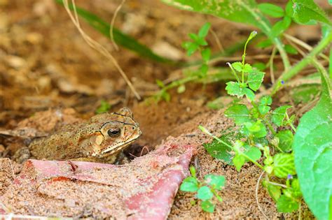 Toad Hibernate Stock Photo Download Image Now Frog Hibernation