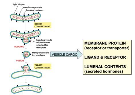 Lectures 4 5 Membrane Trafficking Flashcards Quizlet